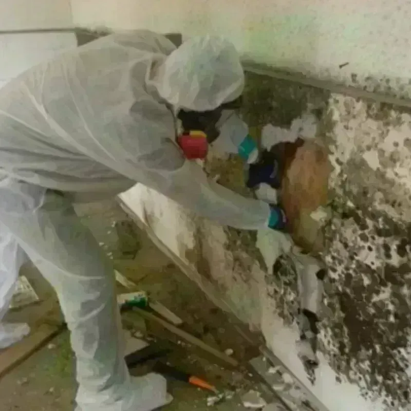 Mold Remediation and Removal in Calexico, CA